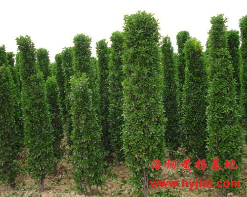 �������S��