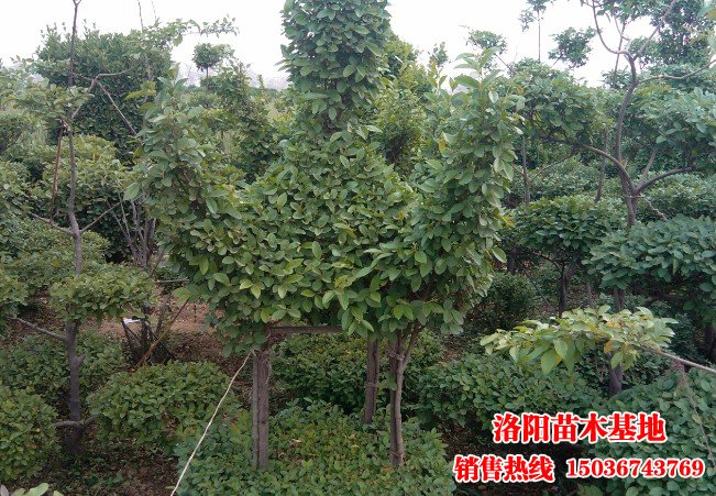 �����S��