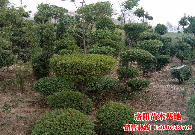 �����S��