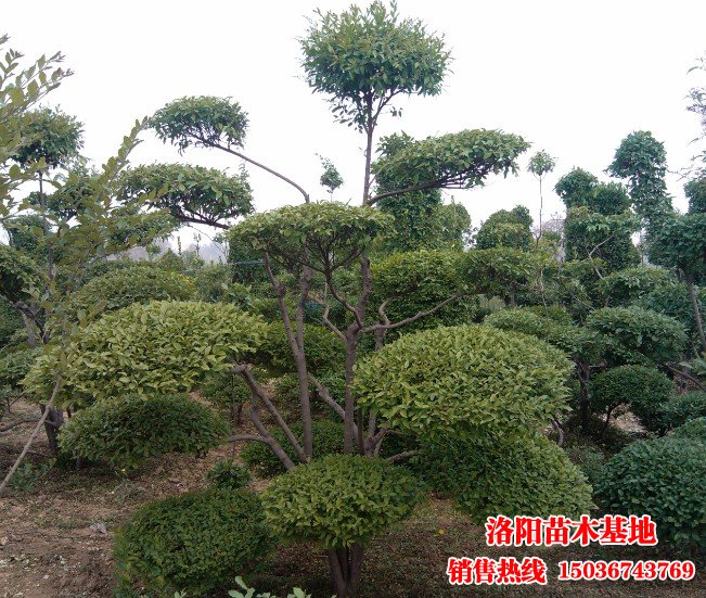 �����S��