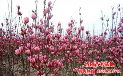 �t�����m