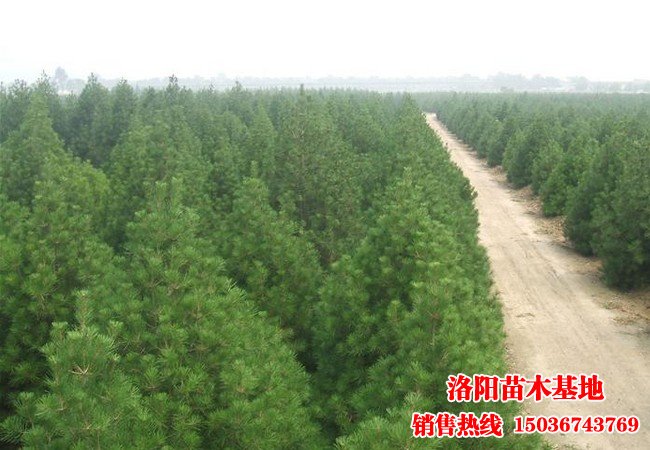 ��Ƥ�ɻ���