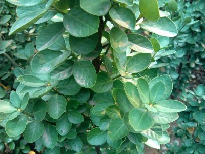 �������S���~ï