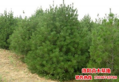 �����ľ���ذ�Ƥ�ɈDƬ