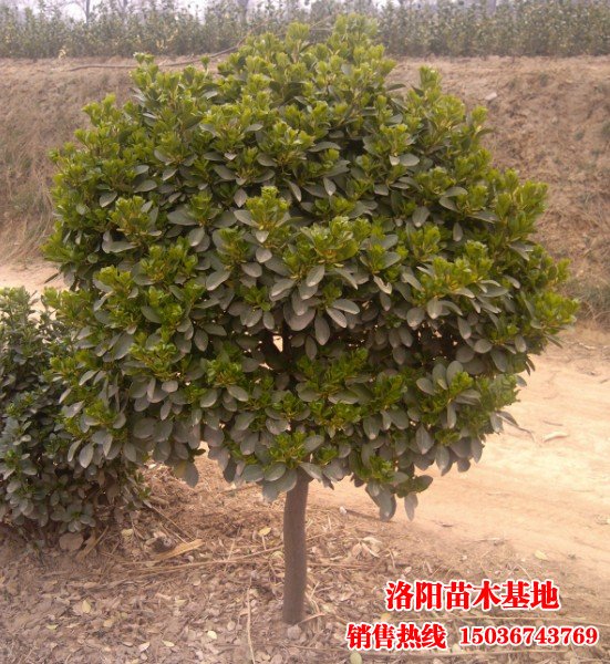 �ߗU�S����