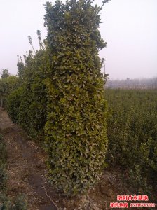 �S����,���~�S�����DƬ