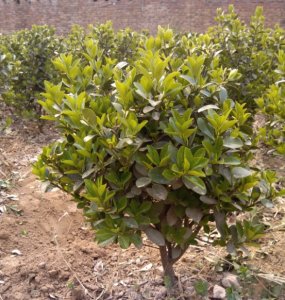 30-40���ִ��~�S����