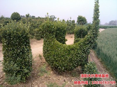 �����S��D��