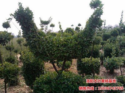 �����S��D��2