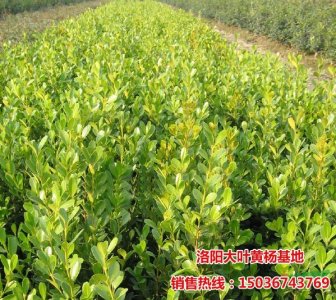 �����S��