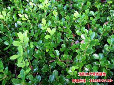 �����S��DƬ