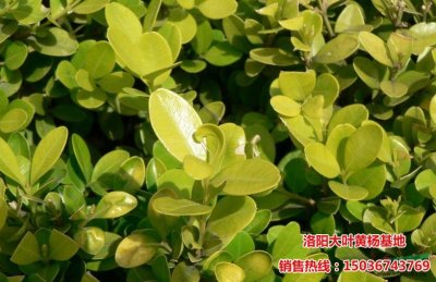 С�~�S��D��