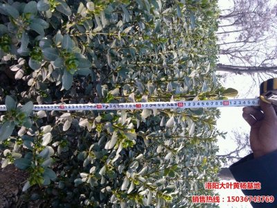 90公分大葉黃楊工程苗