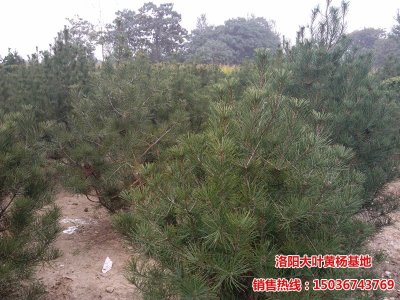 ��ꖰ�Ƥ�ɻ���-��Ƥ�ɈDƬ