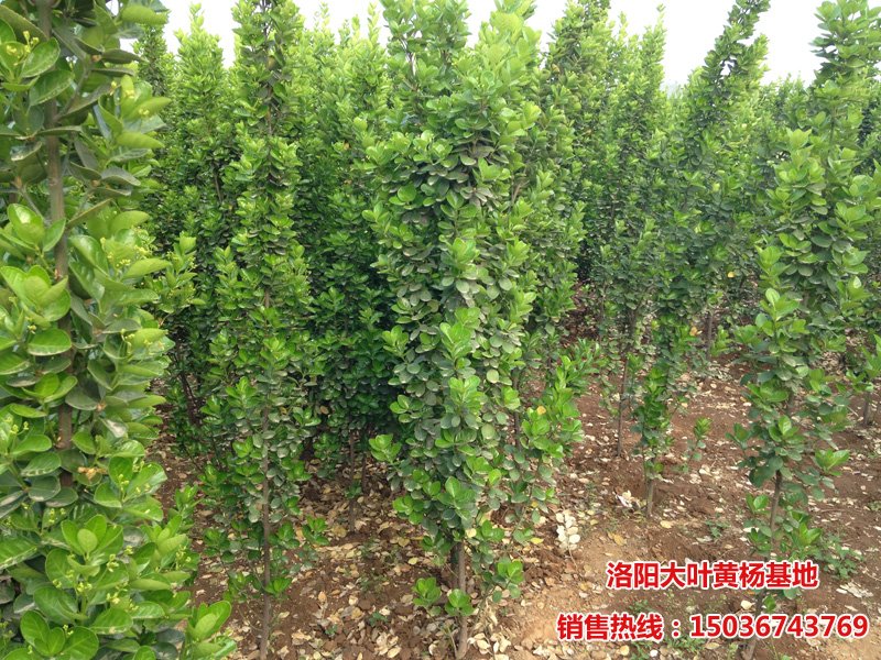 �������S�� 2������