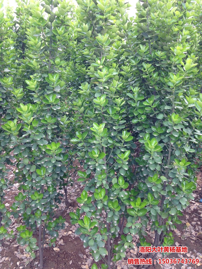 �������S��