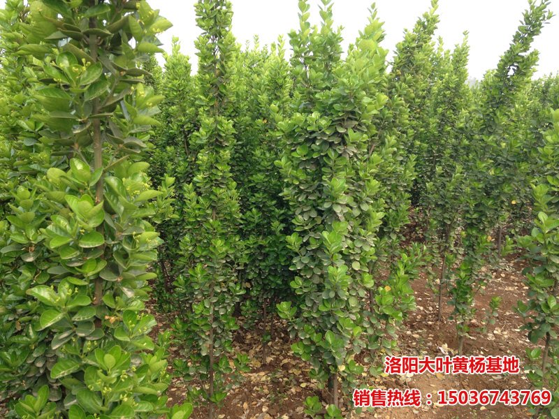 �������S��