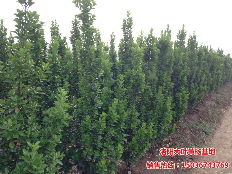 �������S��