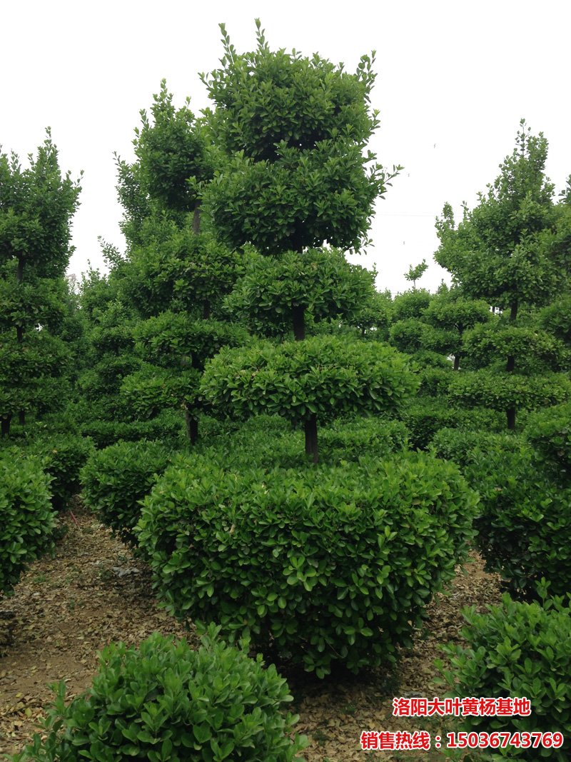 �����S��