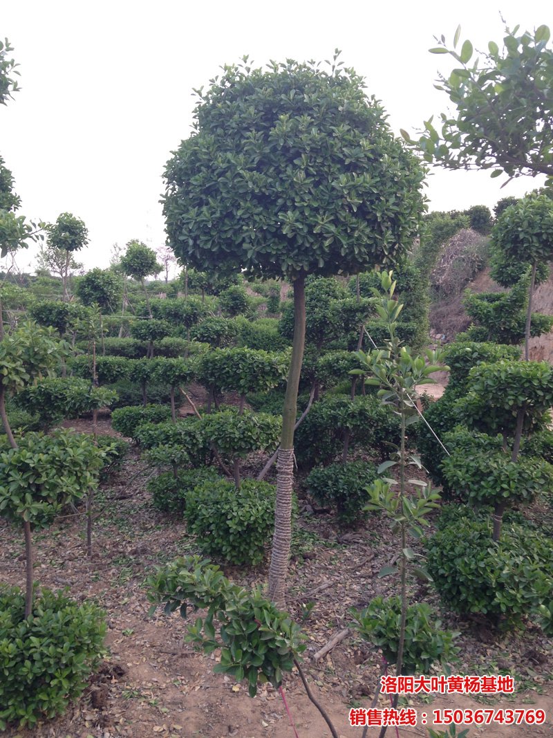 �ߗU�S����