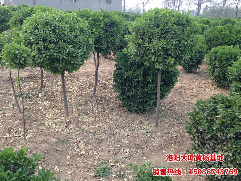 �ߗU�S����