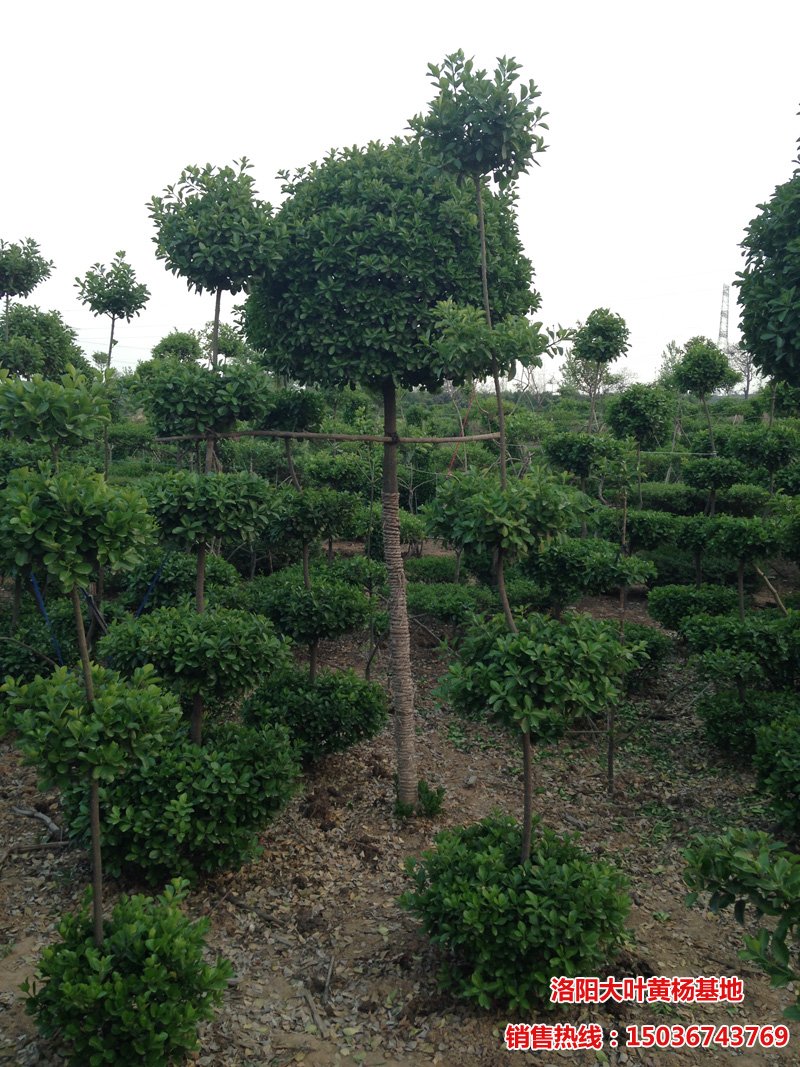 �ߗU�S����