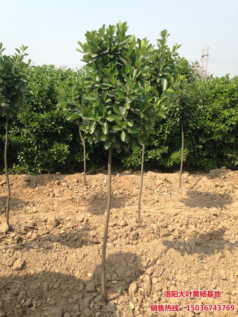 �ߗU�S��������