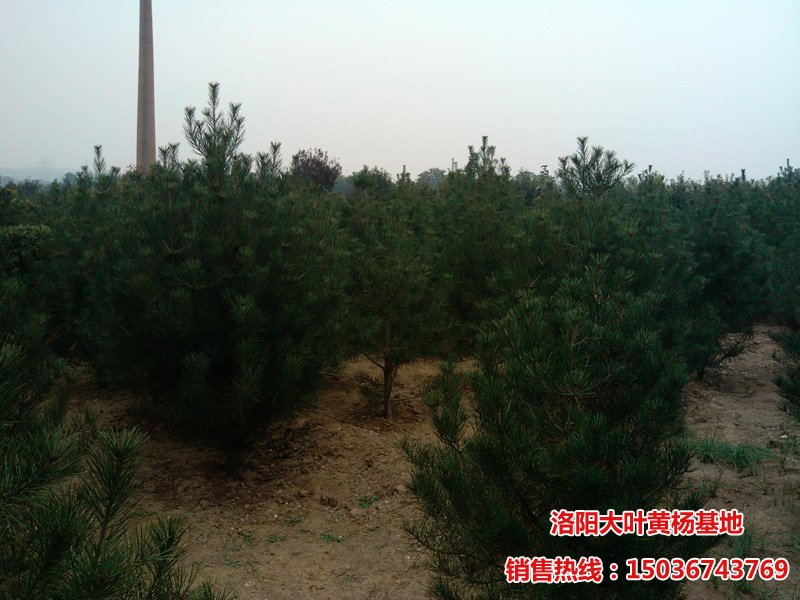 ��ꖰ�Ƥ��