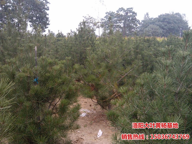 �����Ƥ��