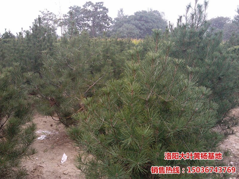 ��Ƥ�ɻ���