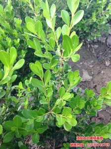 �＾-С�~�S�����Ƶ���Ѽ���(ji��)