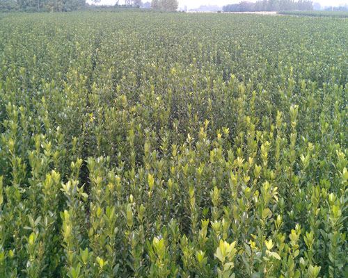 ���~�S��DƬ