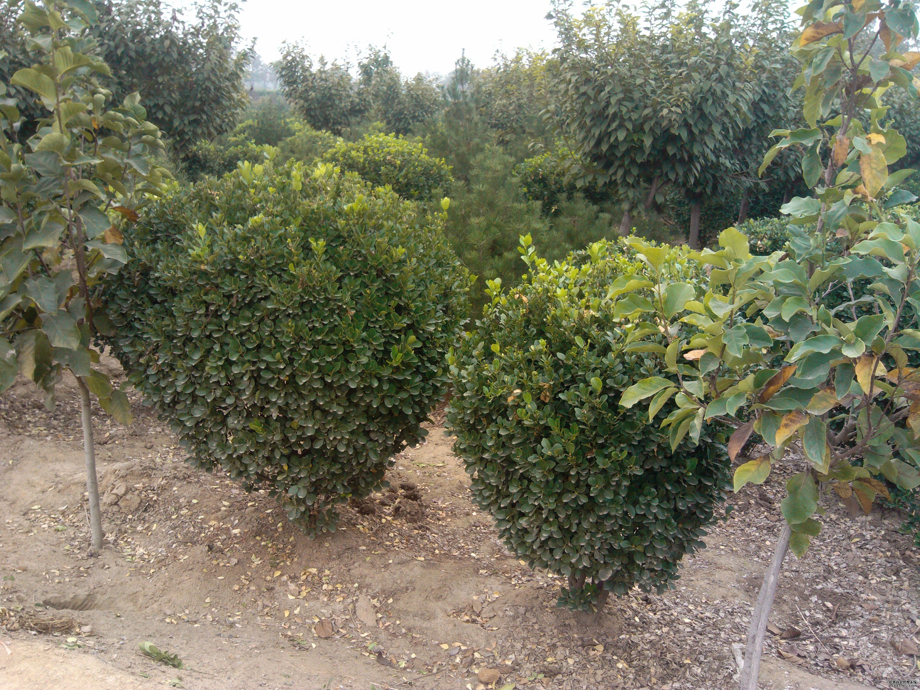 ��Ҏ(gu��)����~�S����